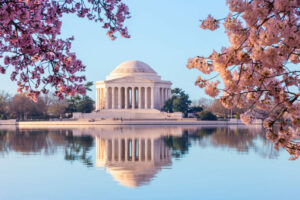 blue skies and water surrounding jefferson memorial as seen between cheery blossoms