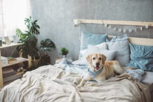 light brown dog on bed in decorated room