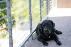 Dog in balcony naomi-suzuki-50819-unsplash