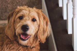 Happy Dog tyler-rutherford-1132477-unsplash