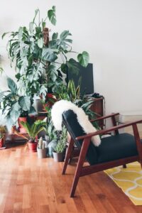 Living-Room-Plants-brina-blum-612628-unsplash