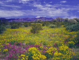 spring wildflowers of all colors with rock formation and blue skies in background