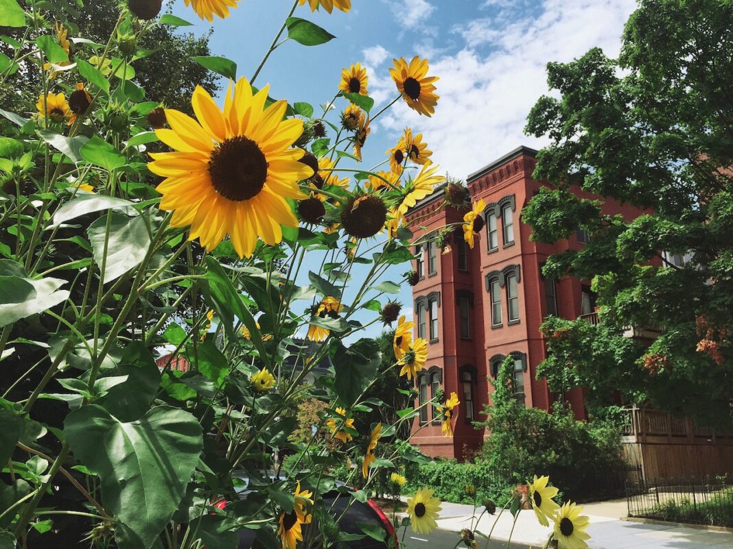 The 8 Best Neighborhoods for College Grads in Washington, DC