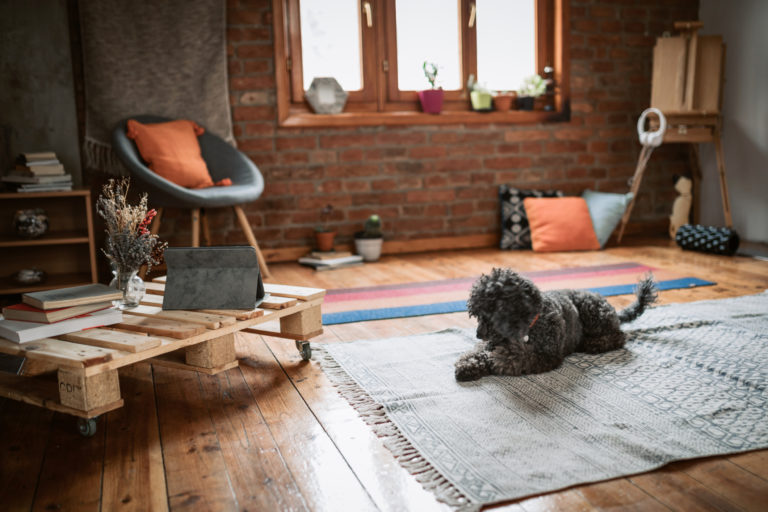 Getting Rid of Pet Odor