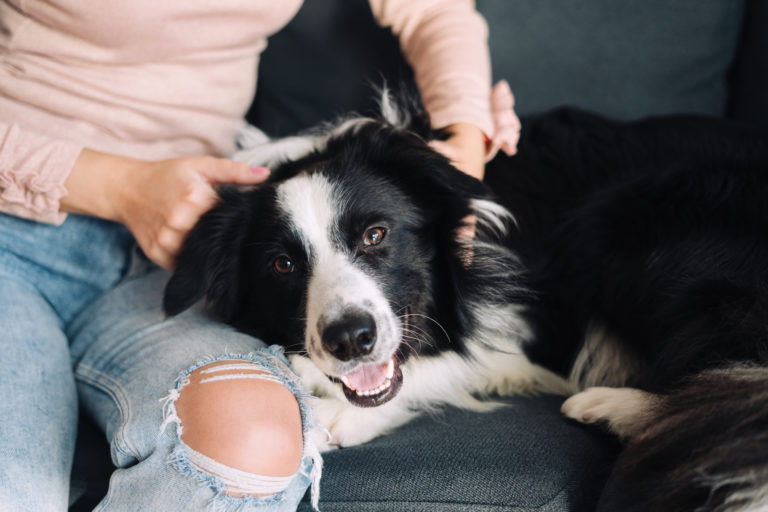 What You Need to Know About the Fair Housing Act and Emotional Support Animals