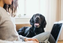 How Do Apartments Verify Dog Breeds?
