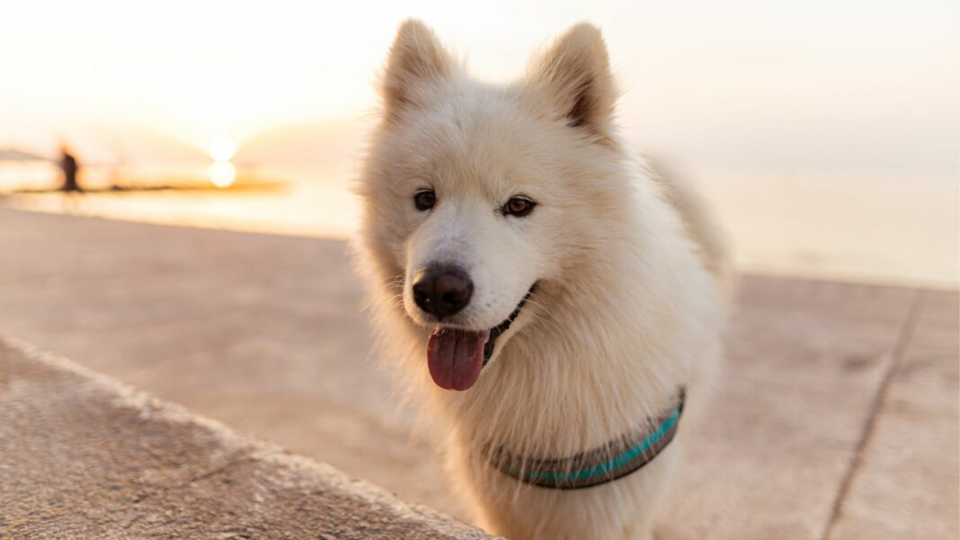 Are Bulldogs Good For Apartments