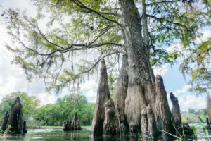A view of trees in Lettuce Lake Park - located just outside of Tampa, and near some of the suburbs that are great alternatives in which to live.