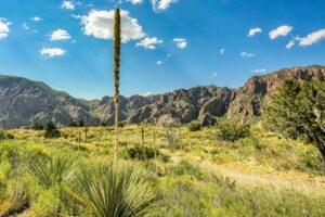 Consider the best places to live near Houston, Texas.