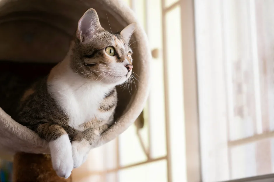 cat looking out the window of a top pet friendly apartment in Atlanta 