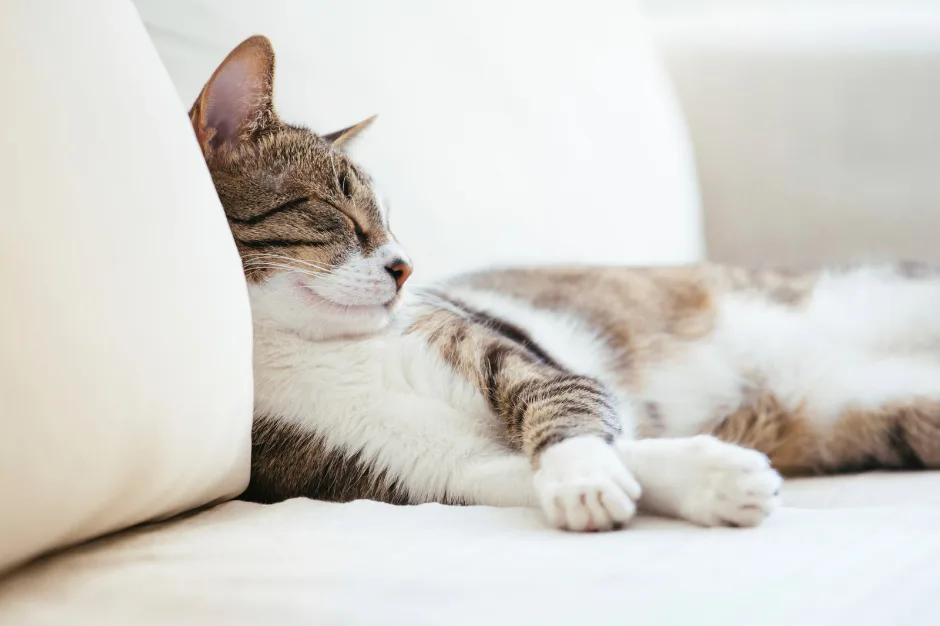 cat resting on a couch in one of the best pet friendly apartments in dallas 