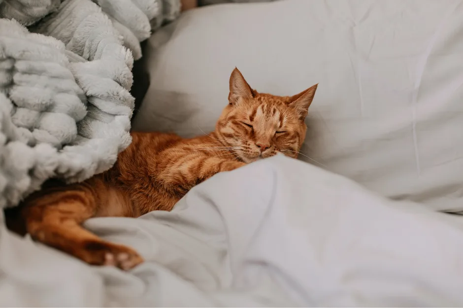 orange cat sleeping in a bed in one of the top pet friendly apartments in Houston