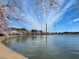 Tidal Basin and Washington Monument during cherry blossom season, representing the city environment renters compare when searching for cheaper neighborhoods in DC.